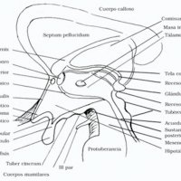 Abordajes Quirúrgicos al Tercer Ventrículo Parte 1: Anatomía microquirúrgica