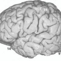 Fig. 1: Cara lateral del hemisferio cerebral izquierdo. 